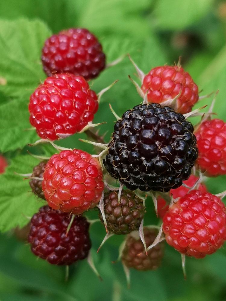 Black raspberries (Rubus occidentalis)