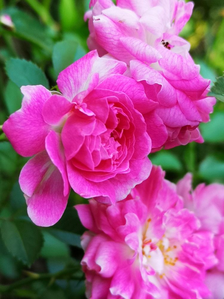 Pink rose, cultivar unknown