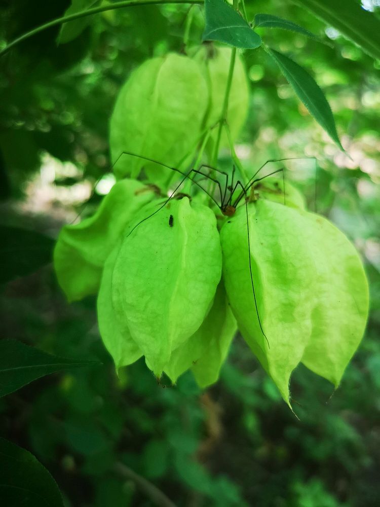 Bladdernut (Staphylea trifoliata)