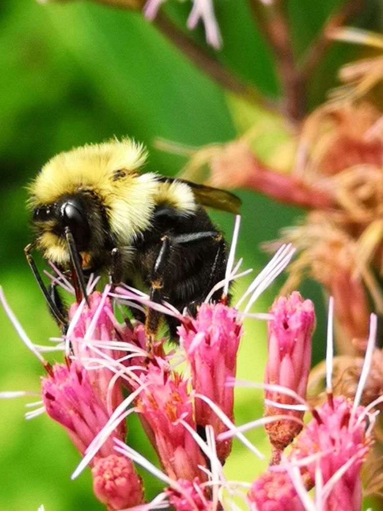 Bumblebee visiting Joe Pye weed Eupatorium dubium Baby Joe