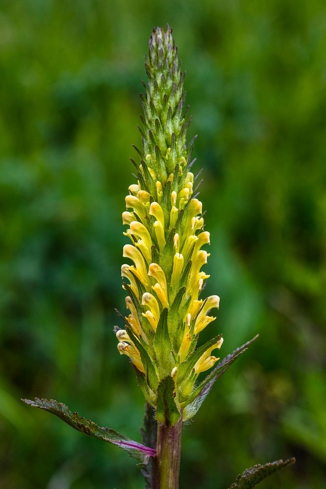Fernleaf Lousewort - Pedicularis bracteosa by Jacob W. Frank. Original public domain image from Flickr