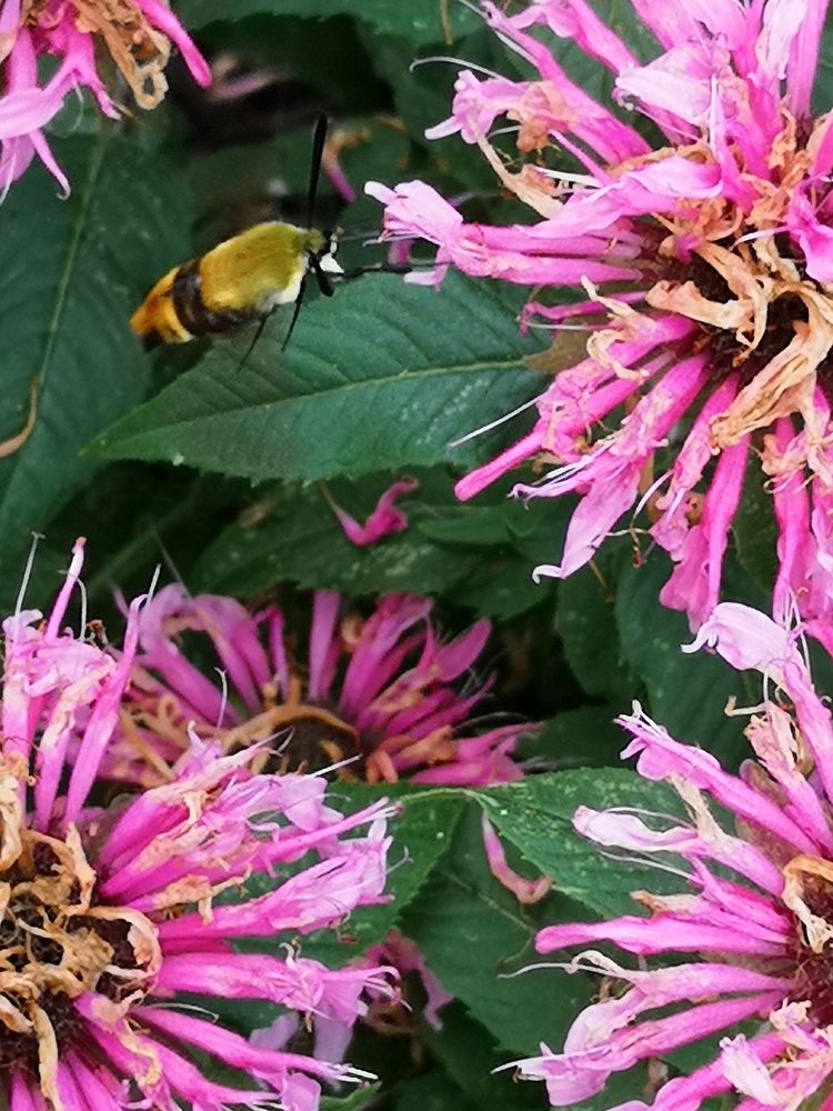 Hemaris diffinis, the snowberry clearwing moth, visiting bee balm Monarda didyma Balmy Pink