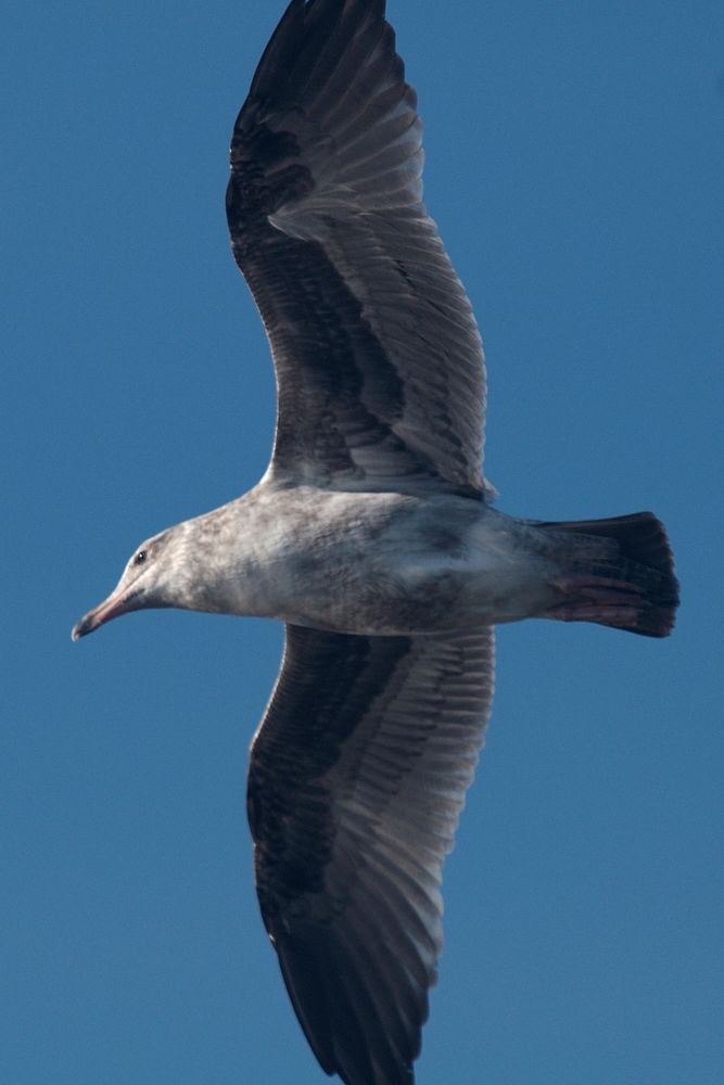 Immature Western Gull in flight 4Larus occidentalis.