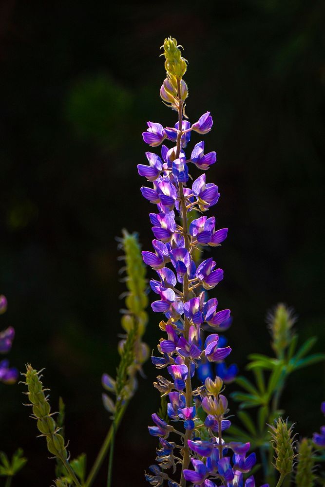 Lupine and other wildflowers are seen near Delmoe Lake in Beaverhead-Deerlodge National Forest.