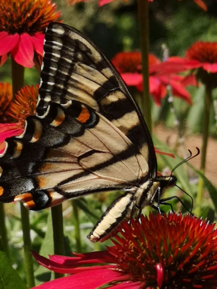 Canadian tiger swallowtail butterfly (Papilio canadensis) visiting coneflower (Echinacea 'Cheyenne Spirit')