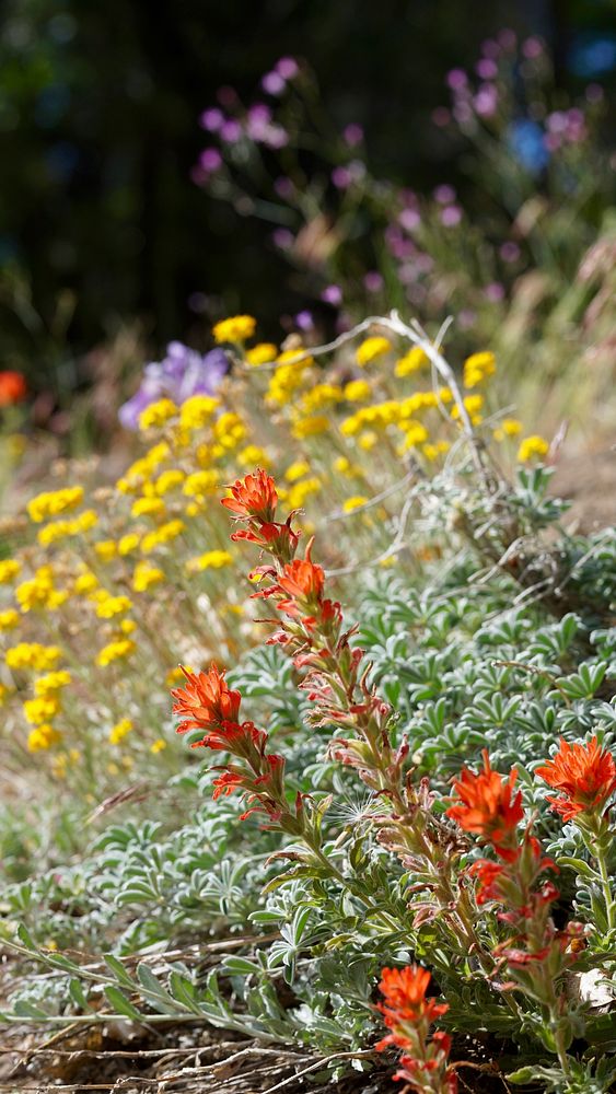 Spring background with paintbrush, yarrow, iris and gilia flowers. Original public domain image from Flickr