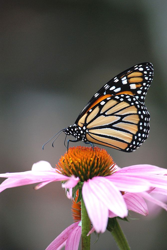 Monarch butterfly on purple coneflower. Original public domain image from Flickr