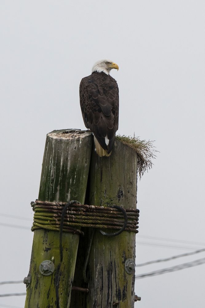 A bald eagle is seen by Quileute Tribal Council Vice Chair Tony Foster, U.S. Department of Agriculture (USDA) Natural…