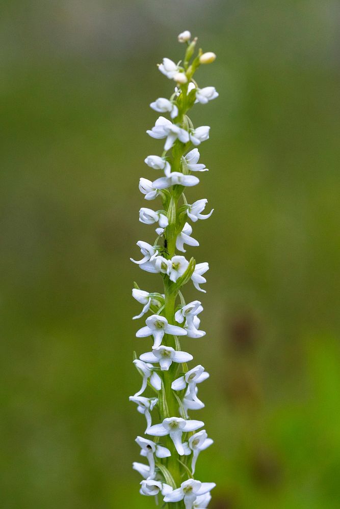 White Bog Orchid - Platanthera dilatata by Jacob W. Frank. Original public domain image from Flickr