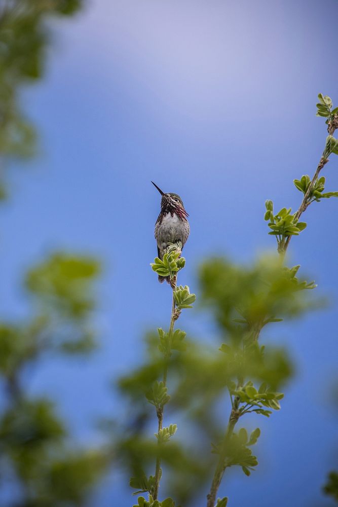 Calliope Hummingbird. Original public domain image from Flickr