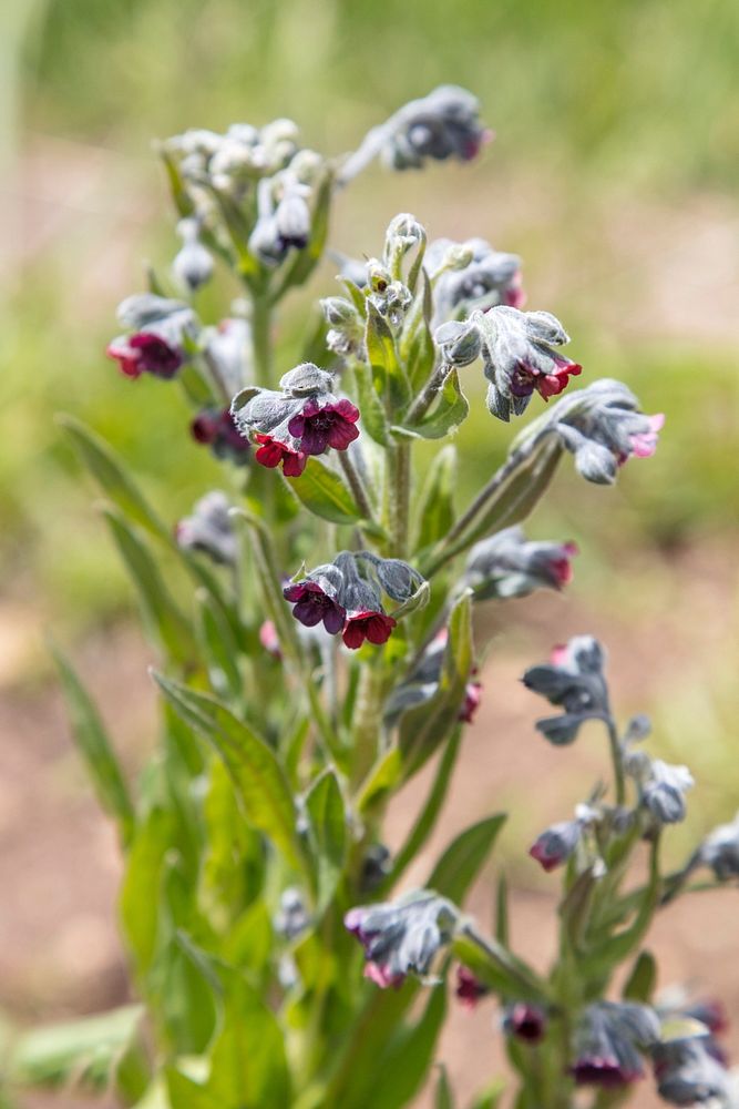Houndstongue flowers (Cynoglossum officinale) - invasive species by Jacob W. Frank. Original public domain image from Flickr