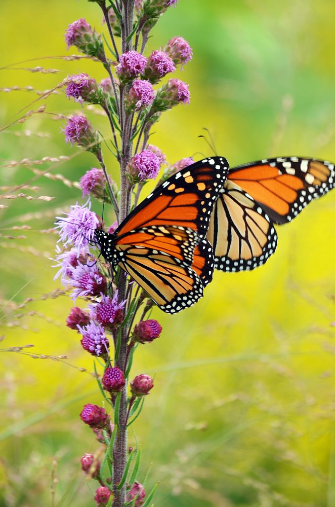 Monarchs are feeding on liatri to build up fat reserves for migration and overwintering in central Mexico. Original public…