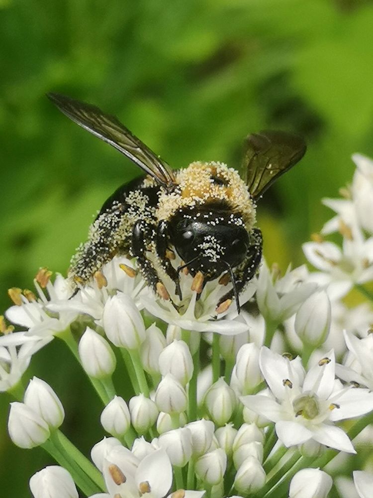 Carpenter bee Xylocopa virginica covered in pollen visiting flowers of garlic chives Allium tuberosum