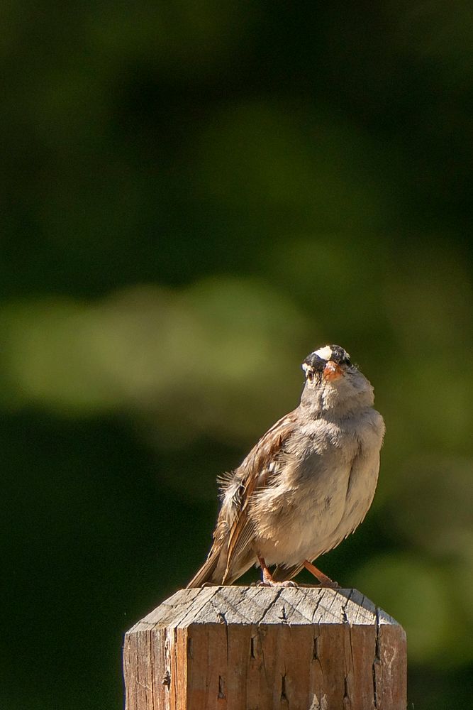 A White Crowned Sparrow is seen on a sign at Wade Lake in the Beaverhead-Deerlodge National Forest.