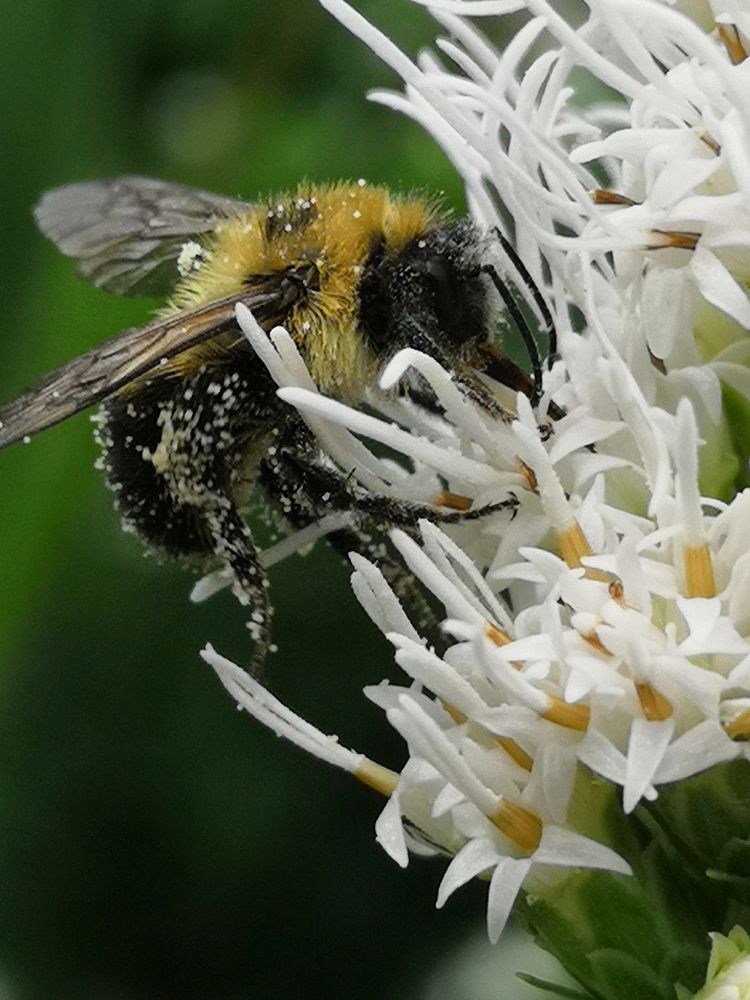 Bumblebee with pollen visiting gayfeather (Liatris spicata 'Floristan White')