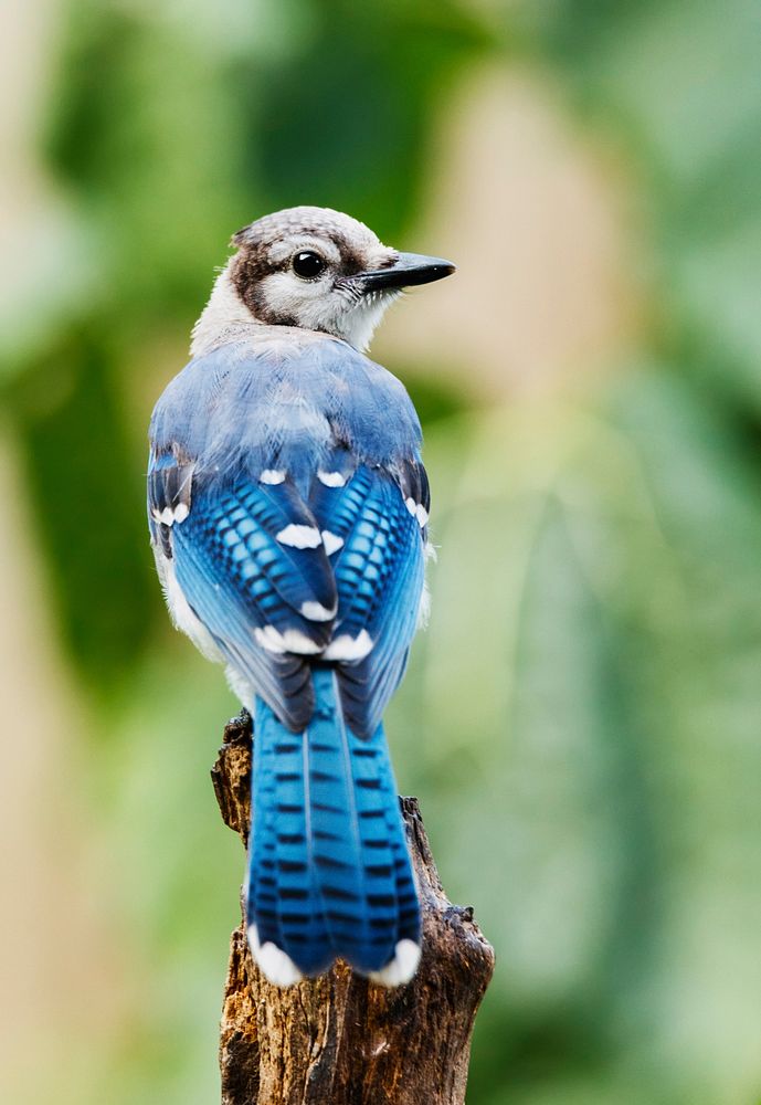 Blue jay bird. Free public domain CC0 image.