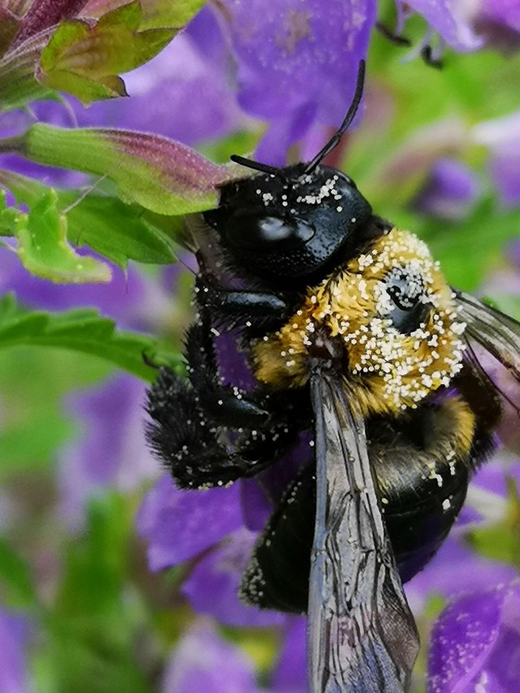 nectar robbing Carpenter bee (Xylocopa virginica) visiting flowers of dragonhead (Dracocephalum moldavica), with pollen