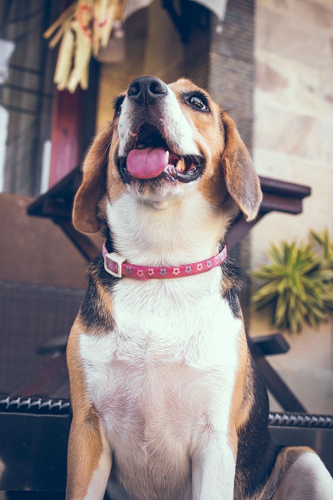 Portrait of cute female beagle dog. Free public domain CC0 photo.