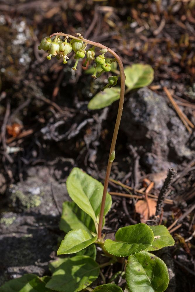One-sided wintergreen - Orthilia secunda by Jacob W. Frank. Original public domain image from Flickr