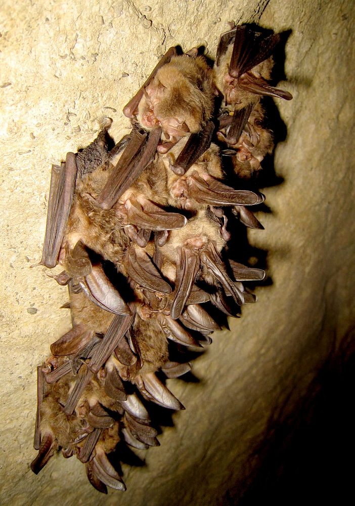 Healthy Virginia big-eared bats