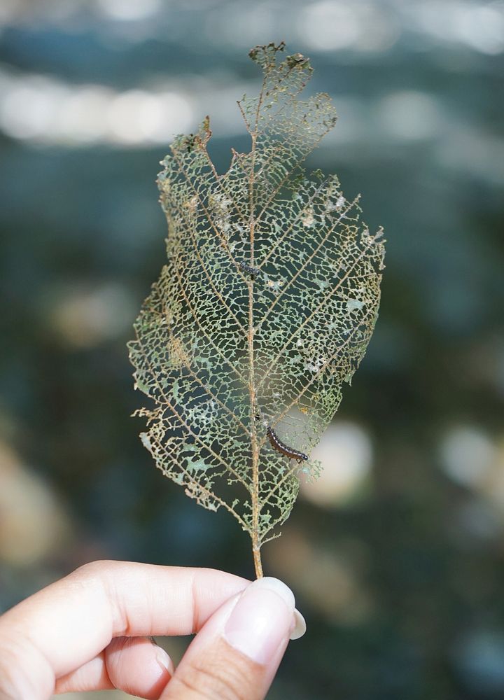 Skeletonized Alder leaf. Original public domain image from Flickr