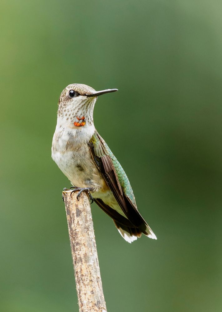 Male ruby-throated Hummingbird. Free public domain CC0 photo.