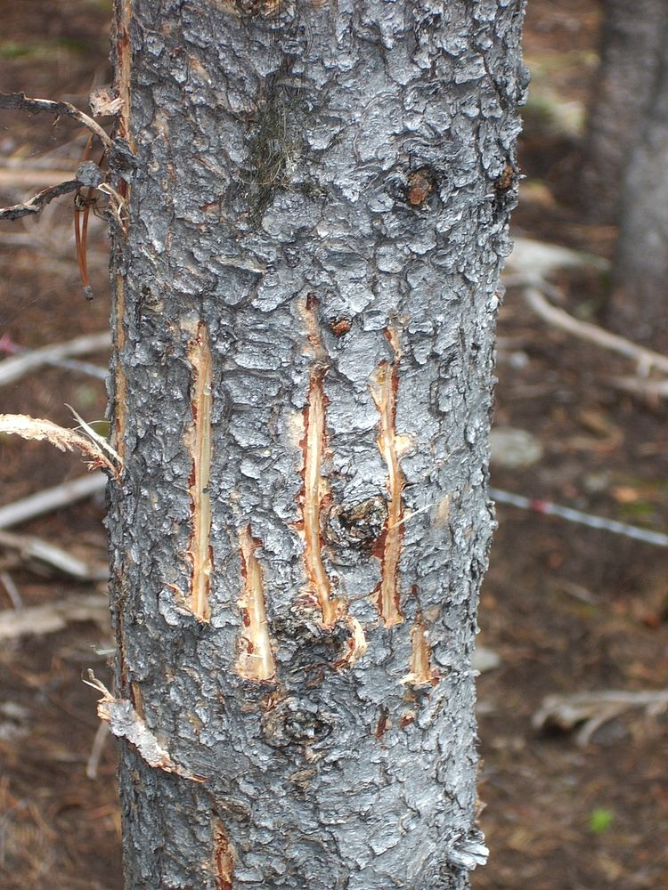 Grizzly claw marks on a tree near a hair snag station (Northern Divide Grizzly Bear Project). Original public domain image…