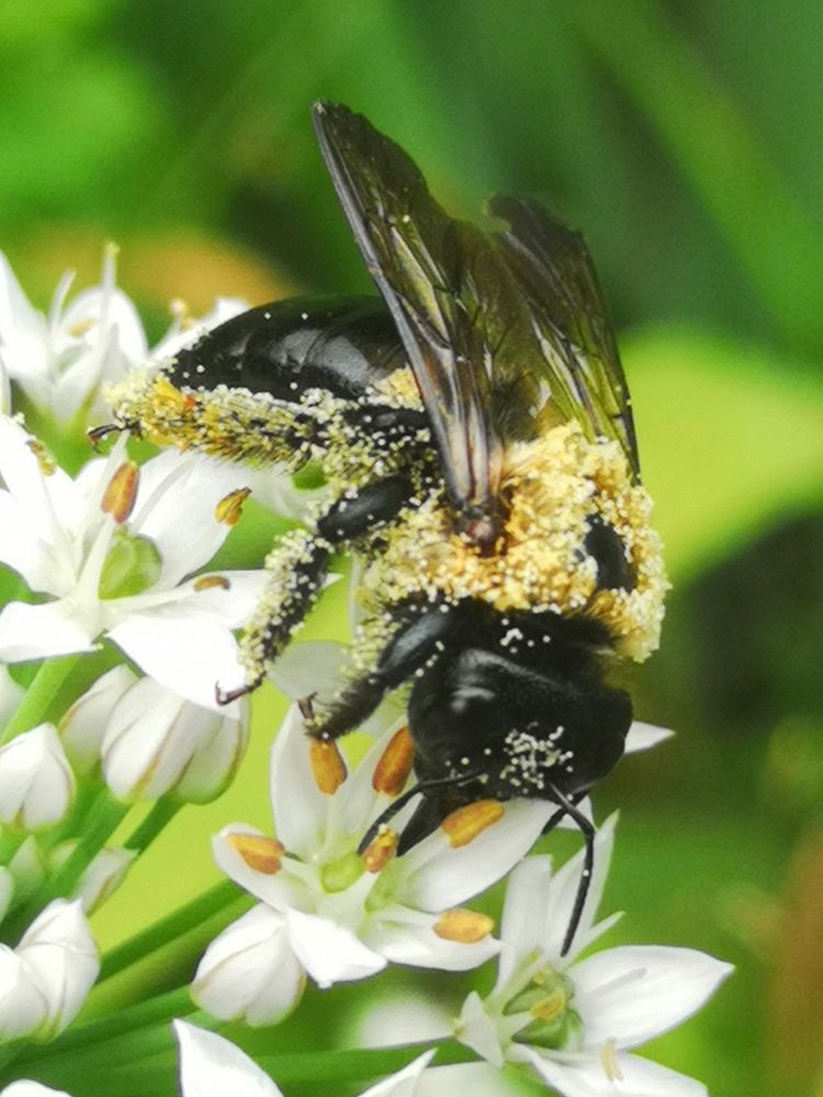 Carpenter bee Xylocopa virginica covered in pollen visiting flowers of garlic chives Allium tuberosum