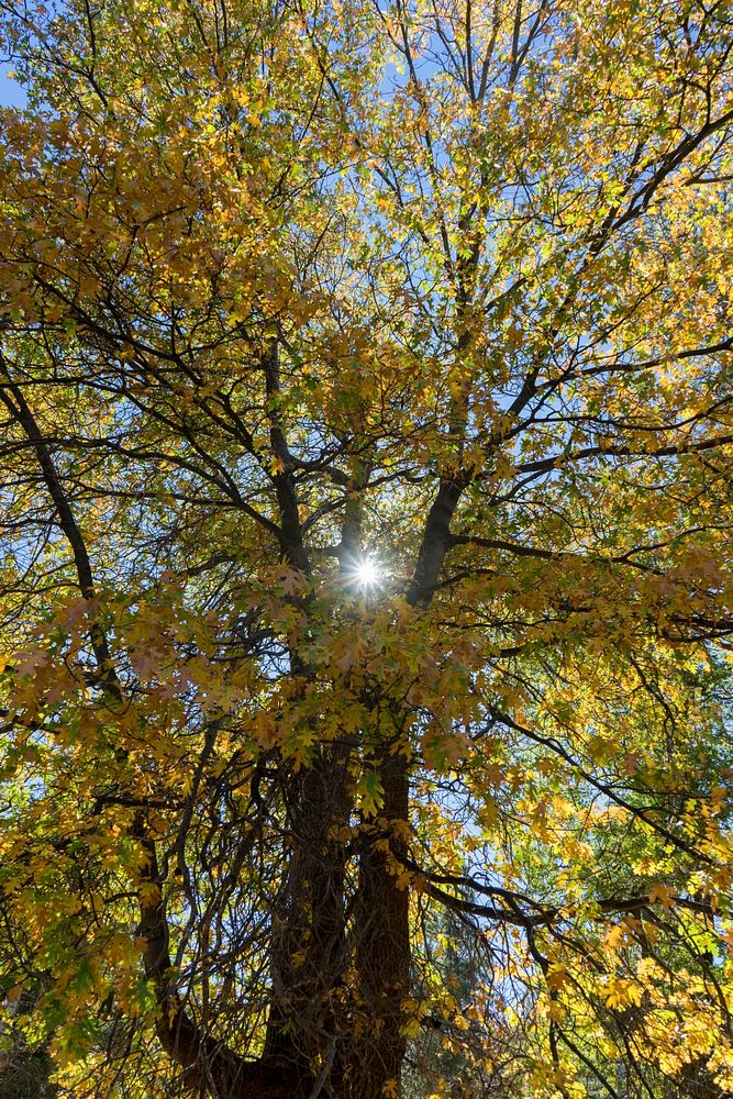 Autumn background. California Black Oak. Original public domain image from Flickr