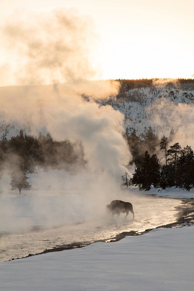 A bison crosses the Firehole River at sunset by Jacob W. Frank. Original public domain image from Flickr