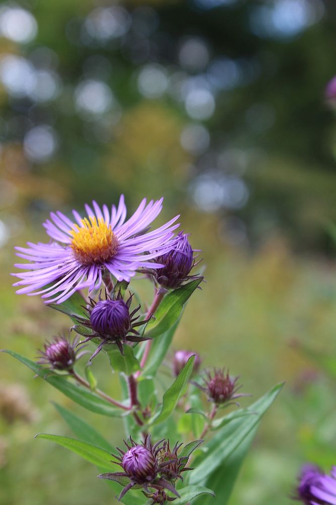 Purple Aster at Chequamegon-Nicolet National Forest Supervisor's Office. Chequamegon-Nicolet National Forest, Wisconsin.…