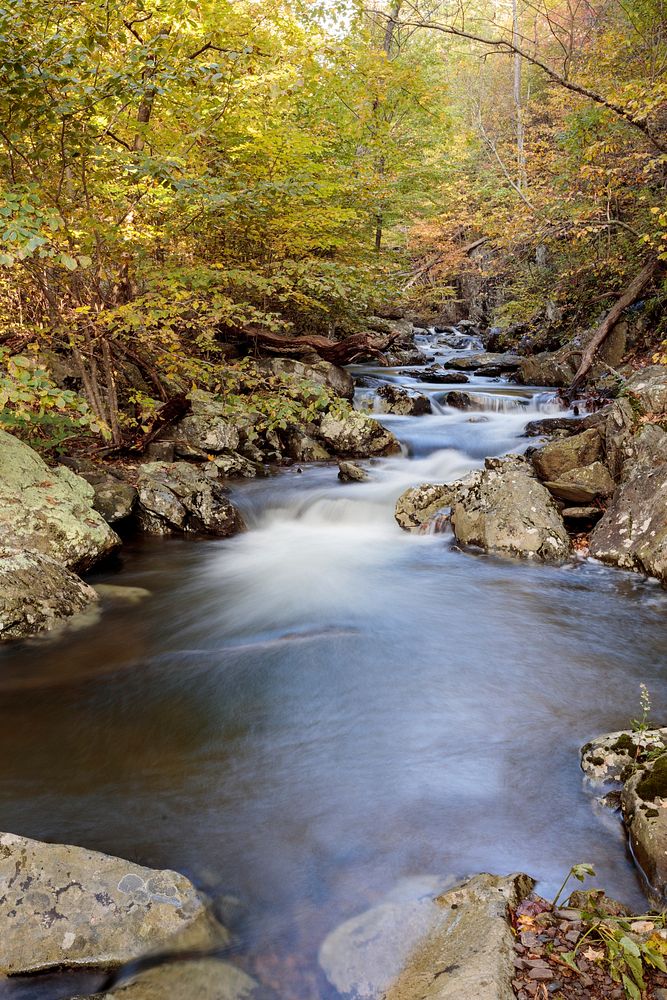 Autumn stream forest, nature background. Free public domain CC0 photo.