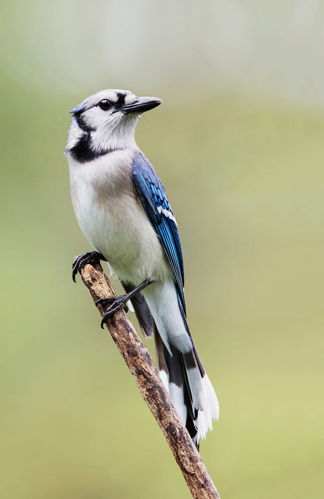 Blue jay bird. Free public domain CC0 photo.