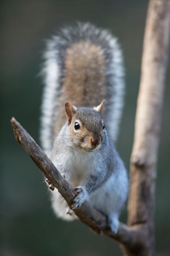 Gray squirrel background. Free public domain CC0 photo.