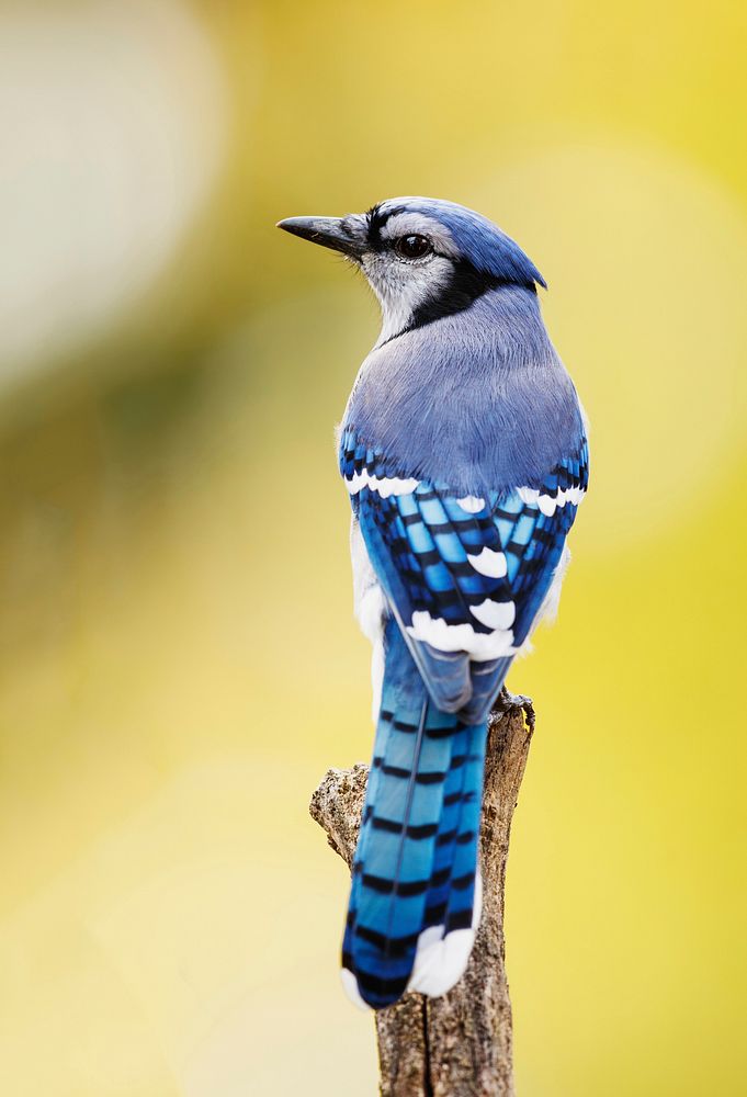 Blue jay bird. Free public domain CC0 photo.