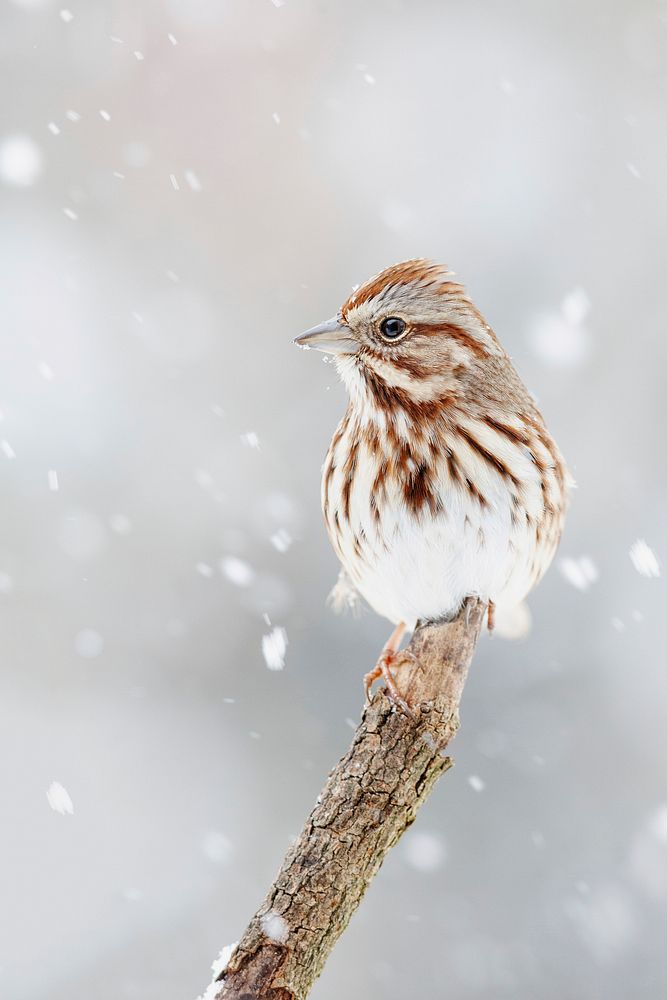 Song sparrow in snow. Free public domain CC0 photo.