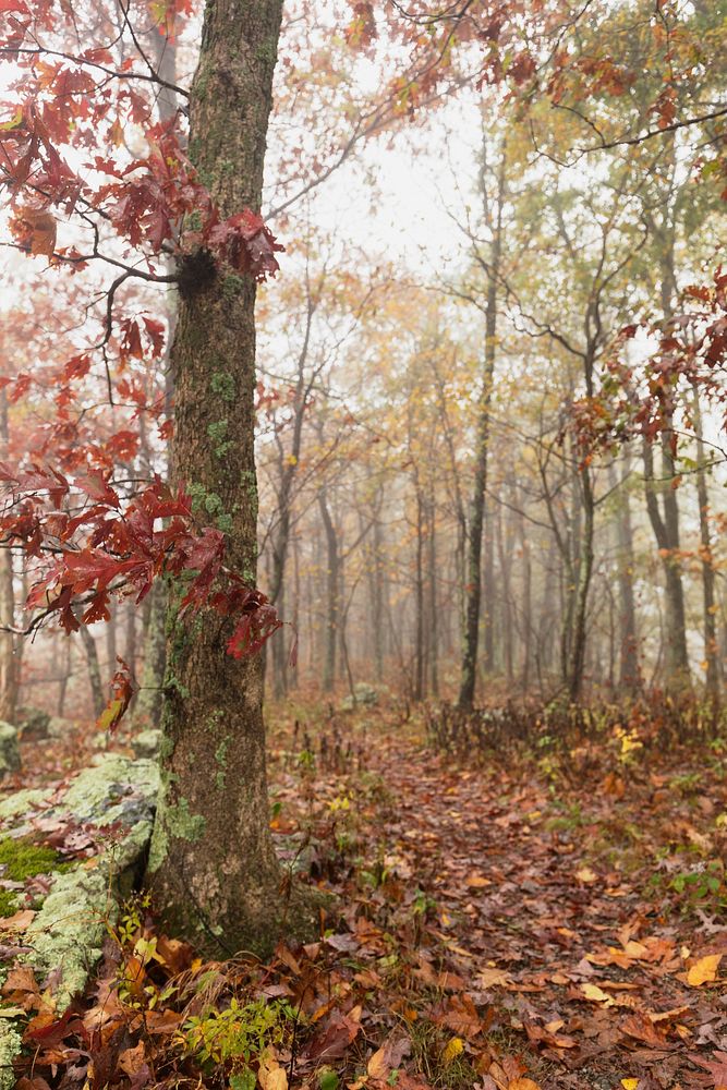 Aesthetic Autumn forest, nature background. Free public domain CC0 photo.
