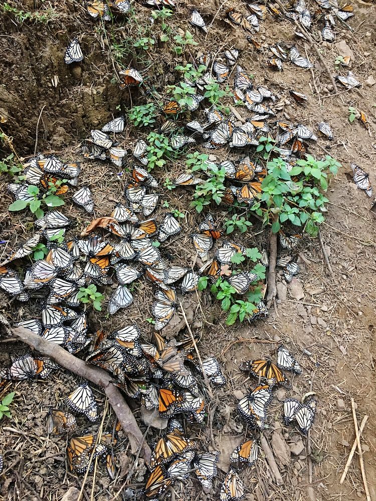Dead monarchs on the ground in Mexico