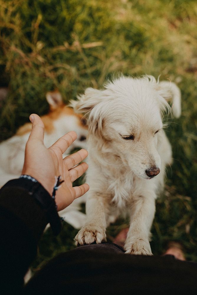 A person's hand about to touch white dog. Free public domain CC0 photo.