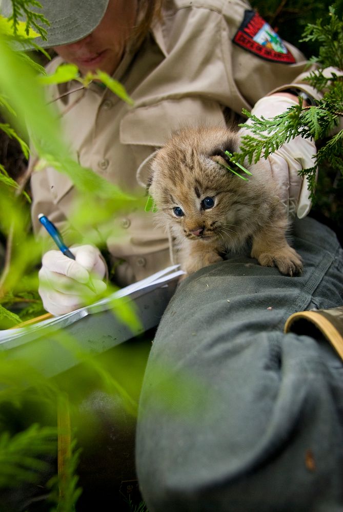 A lynx kitten is held in place while a wildlife biologist documents their measurements. Credit: James Weliver / USFWS.…