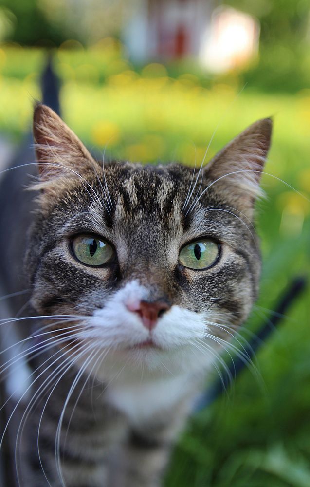 Cat staring into the camera. Original public domain image from Flickr