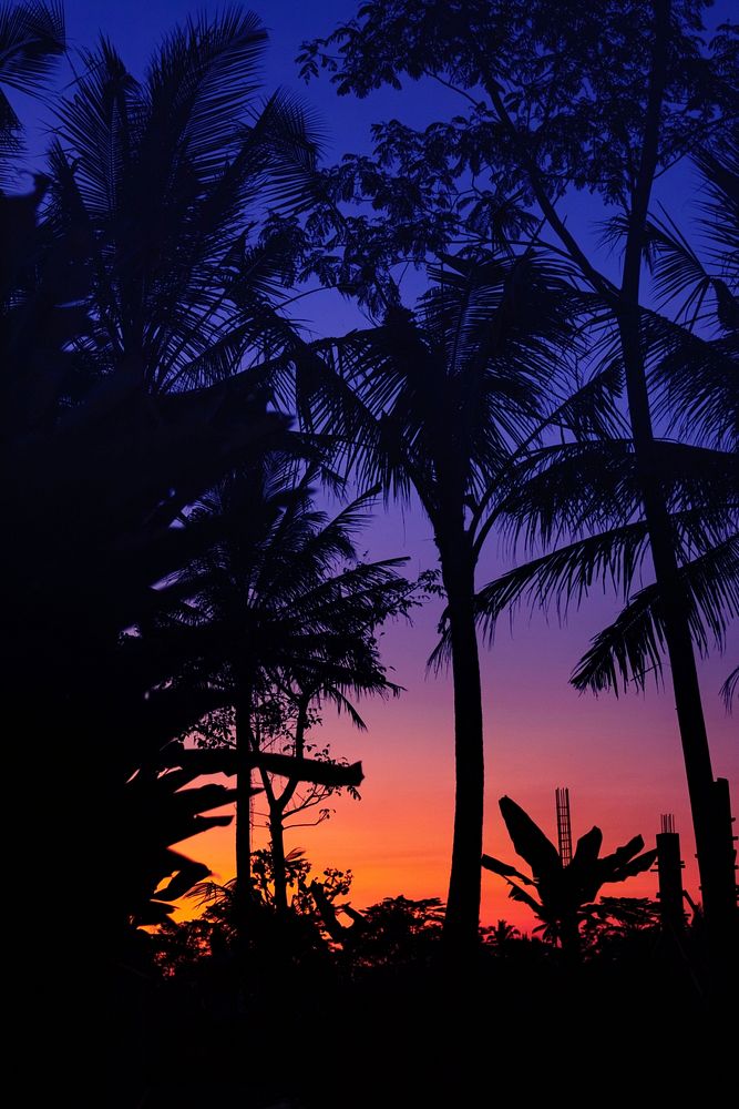 Silhouette of palm trees at tropical sunset on Bali island.