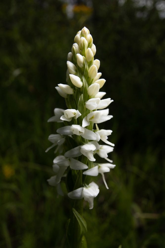 White Bog Orchid (Platanthera dilatata). Original public domain image from Flickr