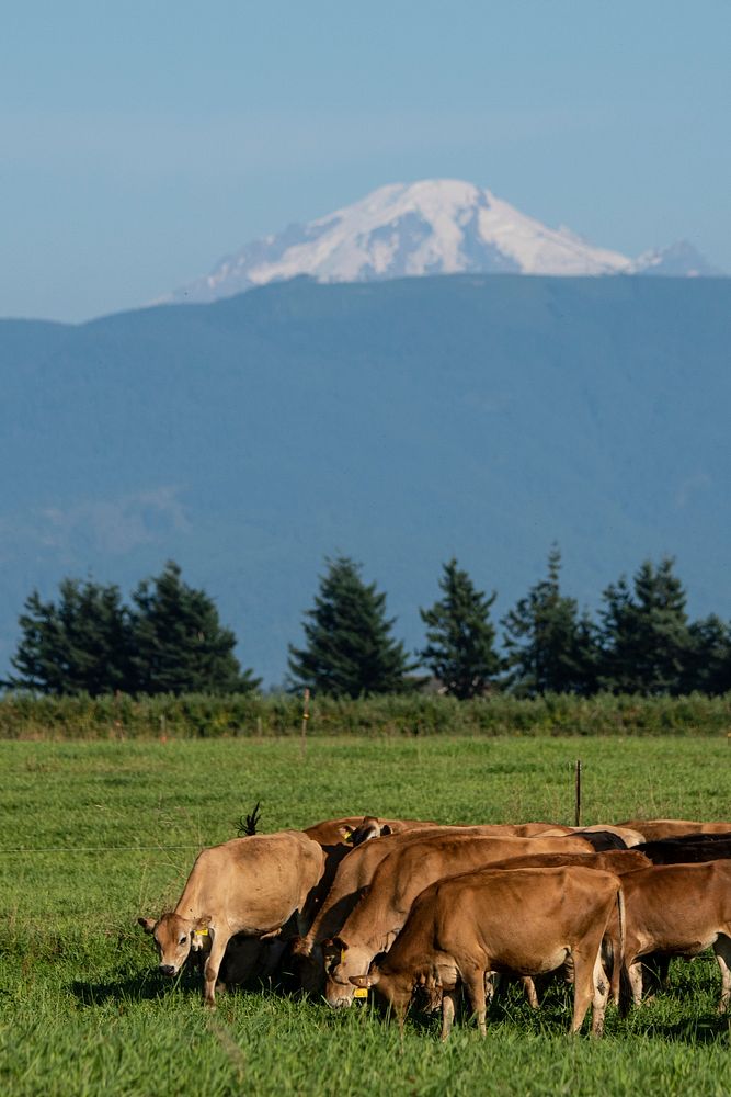 Cows graze in a pasture at Twinbrook Creamery, in Lynden, WA, on August 5, 2019. In the distance is Mt. Baker. USDA Photo by…