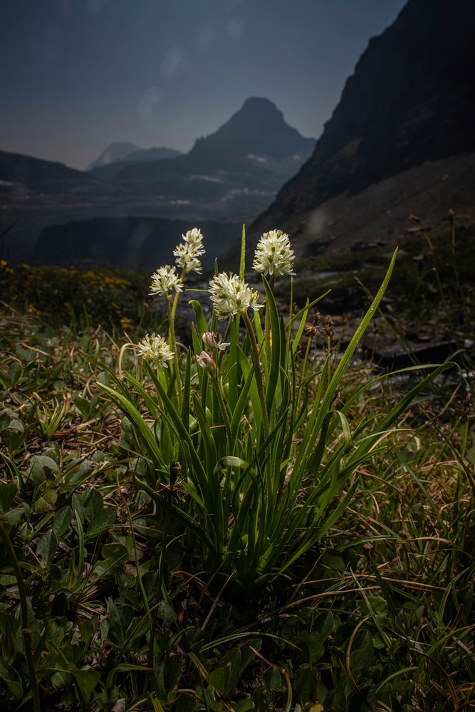 Wildflower in the Alpine. Original public domain image from Flickr