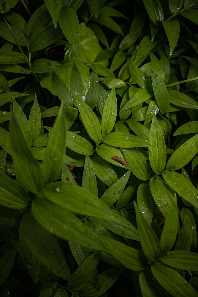 Slug on Leaves. Original public domain image from Flickr