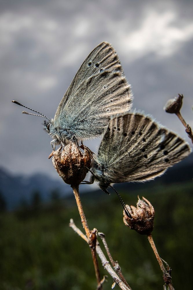 Blue Copper Butterfly (Lycaena heteronea). Original public domain image from Flickr