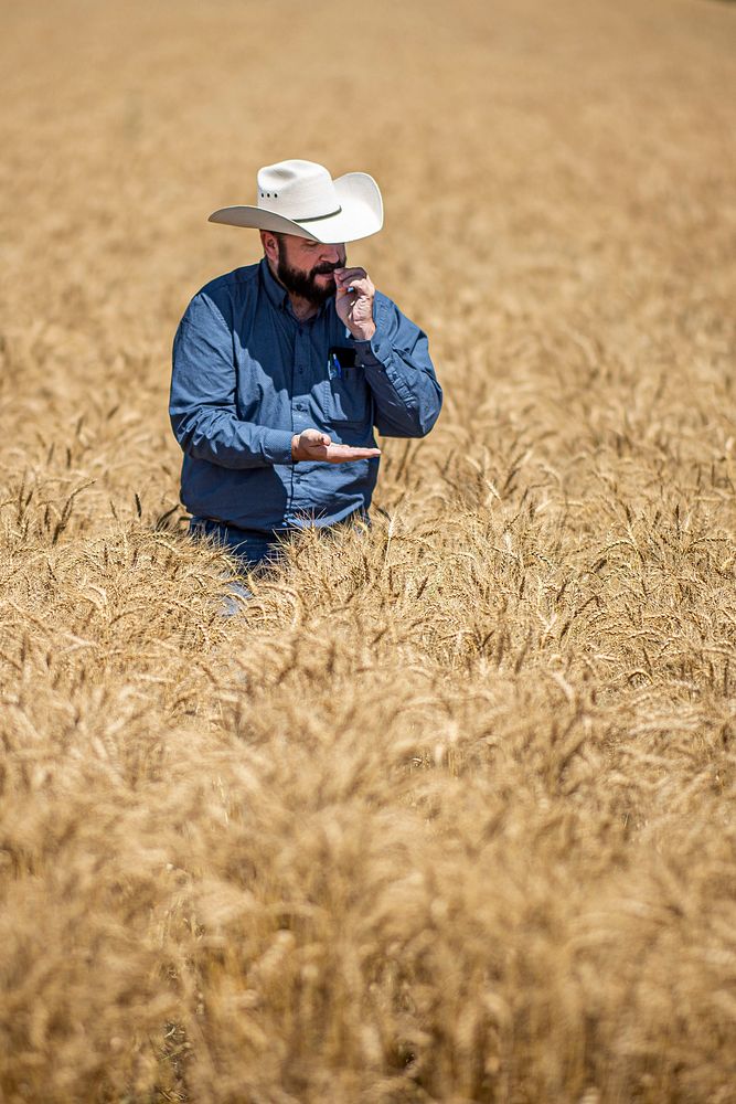 U.S. Department of Agriculture Market Reporter Heath Dewey takes a closer look at a wheat field outside of Eaton, Colorado…