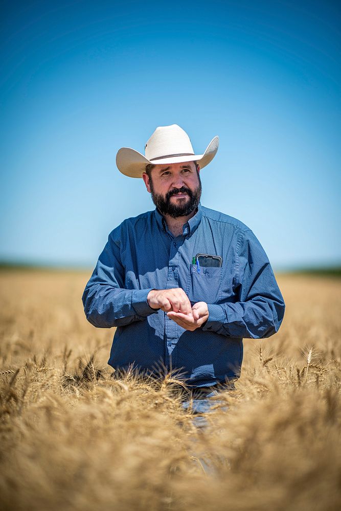 U.S. Department of Agriculture Market Reporter Heath Dewey takes a closer look at a wheat field outside of Eaton, Colorado…