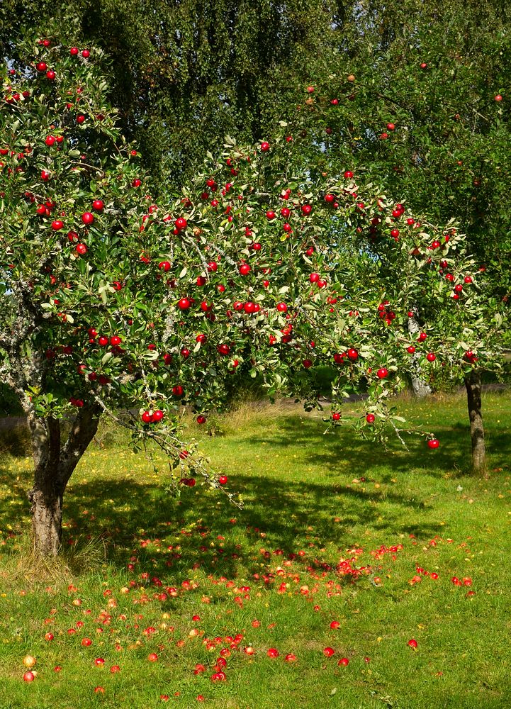 Tree with red apples in Barkedal 4The apples ripened early and were unusually red on the side facing south and the camera…